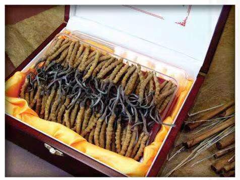 满洲里冬虫夏草回收